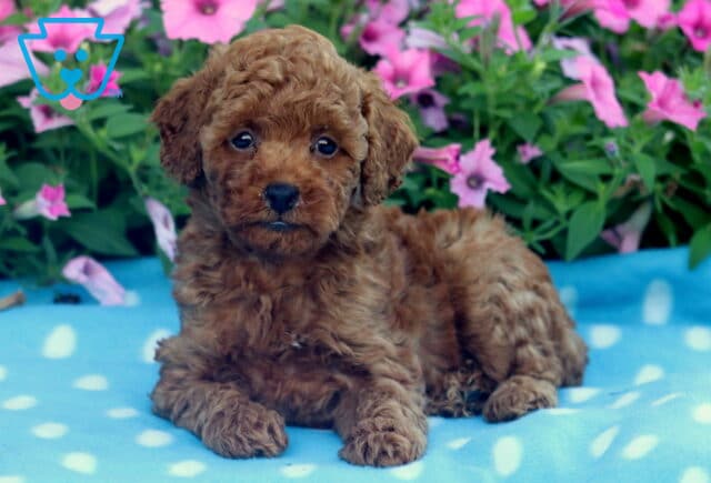 Curly-coated red Mini Poodle puppy laying down on a blue polka dot blanket, posing sweetly in front of a backdrop of bright pink flowers. image