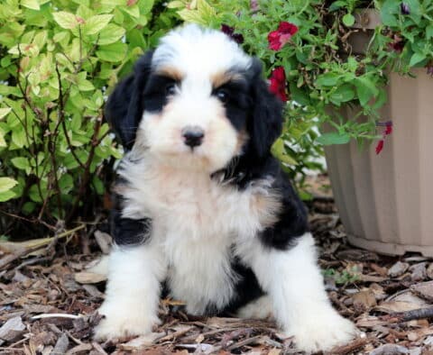 Mini Bernedoodle puppy with a fluffy tri-color coat—black, white, and tan—sitting on mulch in front of leafy green plants and a beige flower pot with red blooms.