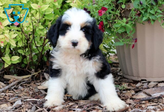 Mini Bernedoodle puppy with a fluffy tri-color coat—black, white, and tan—sitting on mulch in front of leafy green plants and a beige flower pot with red blooms. image