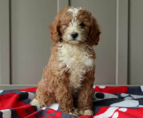 Porky Mini Goldendoodle