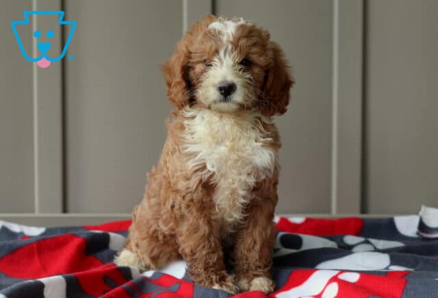 Porky Mini Goldendoodle image