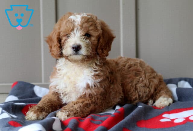 Porky Mini Goldendoodle2 image
