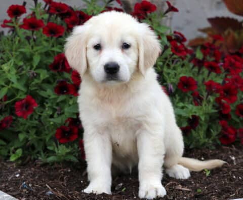 Pretty Golden