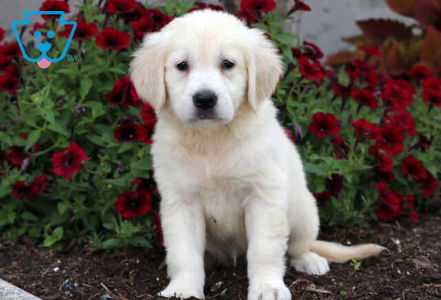 Pretty Golden image