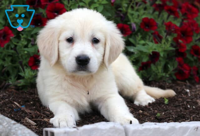 Pretty Golden2 image