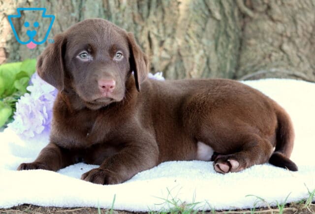 Pretty Lab image