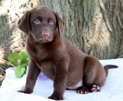 Pretty Lab2