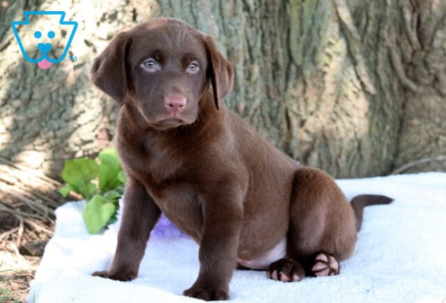 Pretty Lab2 image