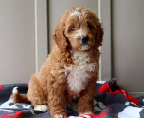 Prince Mini Goldendoodle