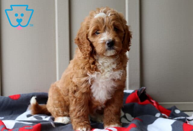 Prince Mini Goldendoodle image