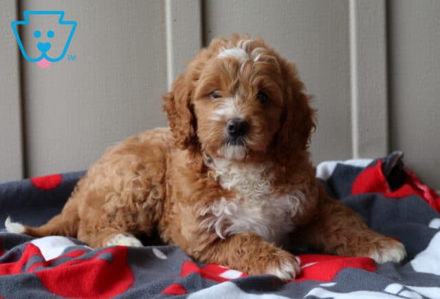 Prince Mini Goldendoodle2 image