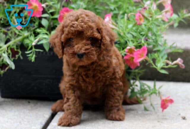 Adorable apricot-colored toy poodle puppy sitting on a stone patio next to a black flowerpot filled with bright pink blooms. image