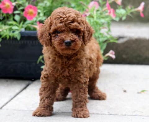 Fluffy apricot-colored toy poodle puppy standing on a concrete path with bright pink flowers blooming behind it in a black planter.