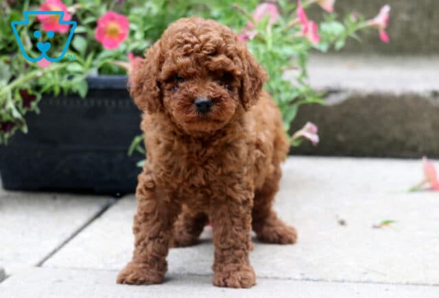 Fluffy apricot-colored toy poodle puppy standing on a concrete path with bright pink flowers blooming behind it in a black planter. image