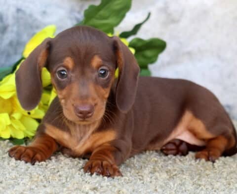 Princess Mini Dachshund