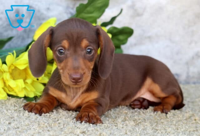Princess Mini Dachshund image