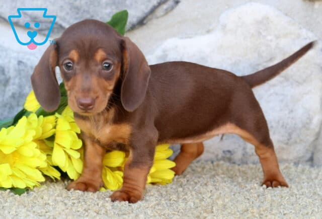 Princess Mini Dachshund2 image