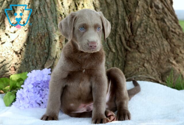 Puddles Lab image