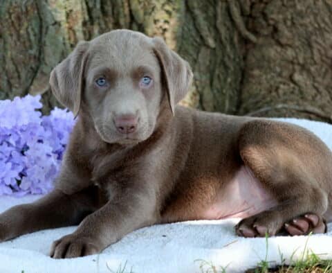 Puddles Lab2