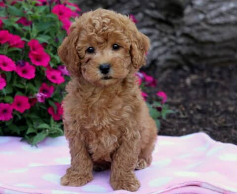 Curly red Bichpoo puppy sitting on a light pink polka dot blanket with bright pink flowers in the background.