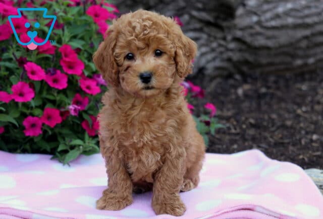 Curly red Bichpoo puppy sitting on a light pink polka dot blanket with bright pink flowers in the background. image