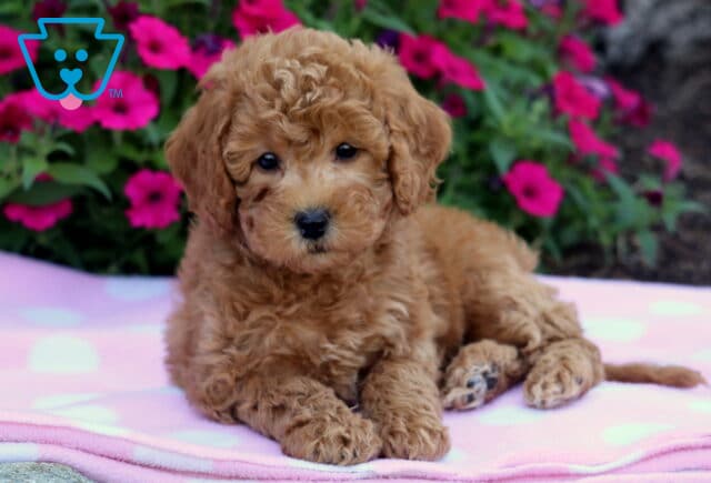 Fluffy red Bichpoo puppy lying on a light pink polka dot blanket with vibrant magenta flowers in the background. image