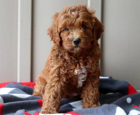 Pupcake Mini Goldendoodle