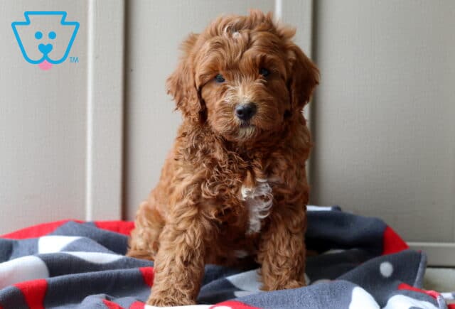 Pupcake Mini Goldendoodle image