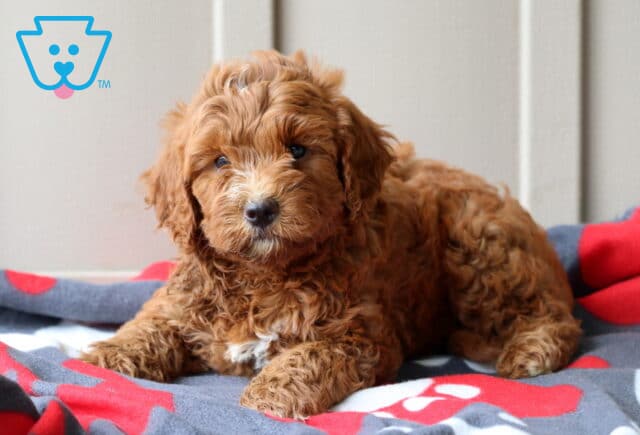 Pupcake Mini Goldendoodle2 image