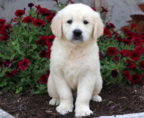 Puppers Golden