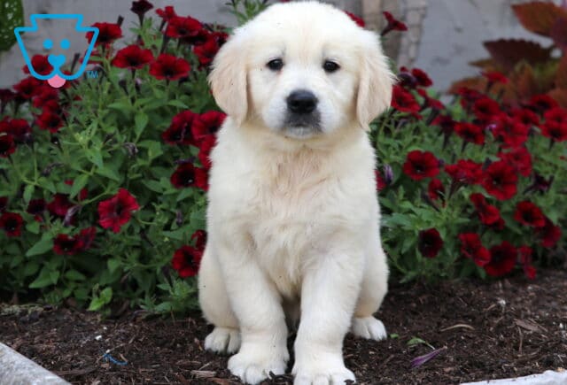 Puppers Golden image