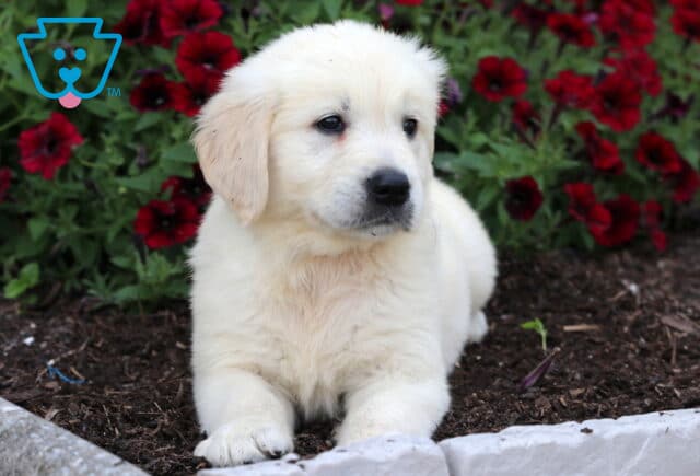 Puppers Golden2 image