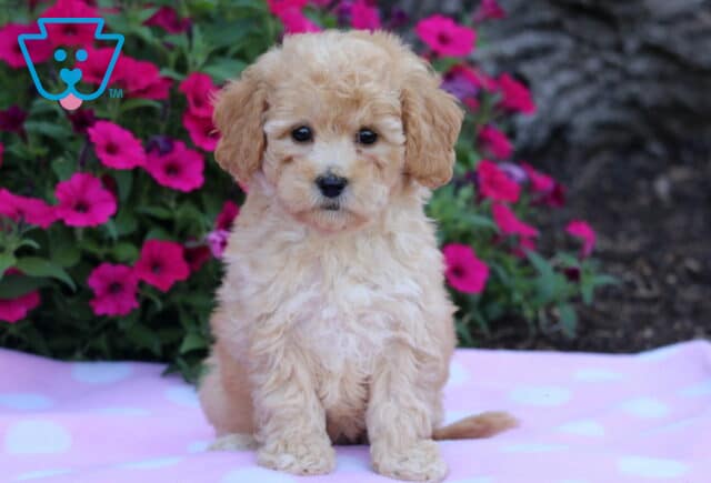 Cream-colored Bichpoo puppy sitting on a pale pink polka dot blanket in front of vibrant pink petunias and dark mulch. image