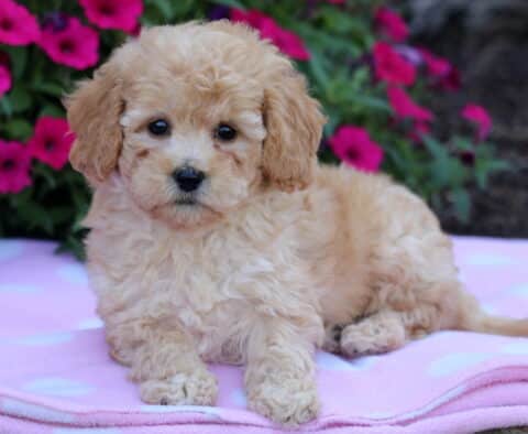 Fluffy cream-colored Bichpoo puppy lying on a light pink polka dot blanket with bright magenta flowers in the background.
