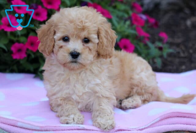 Fluffy cream-colored Bichpoo puppy lying on a light pink polka dot blanket with bright magenta flowers in the background. image