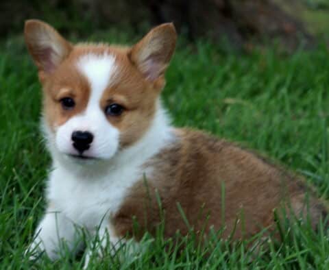 Adorable Welsh Corgi puppy with a reddish-brown and white coat resting in the grass, looking curiously at the camera.