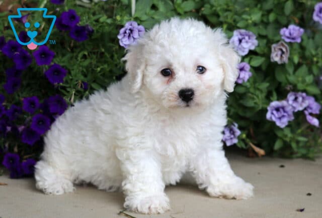 Curly-coated white Bichon puppy standing on a concrete surface, framed by vibrant purple and lavender flowers in the background. image