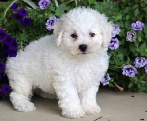 Adorable white Bichon puppy with a curly coat standing near purple and lavender flowers on a cement surface, looking sweetly at the camera.