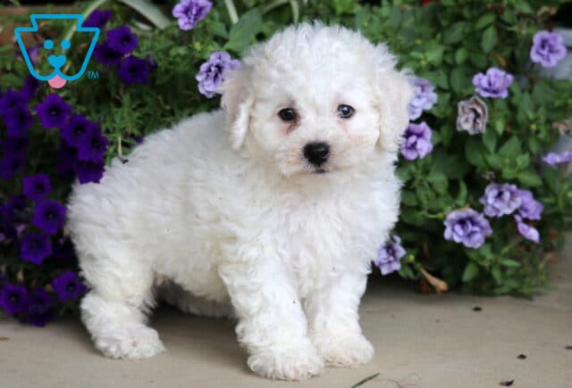 Adorable white Bichon puppy with a curly coat standing near purple and lavender flowers on a cement surface, looking sweetly at the camera. image