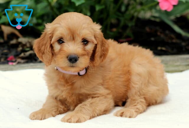 Rae Goldendoodle image