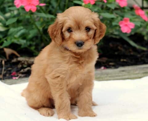 Rae Goldendoodle2