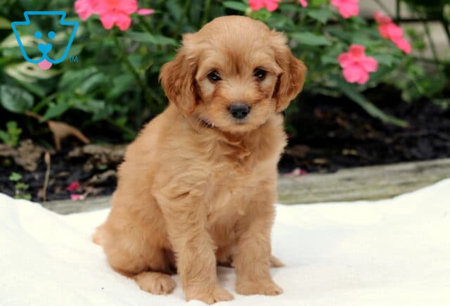Rae Goldendoodle2 image