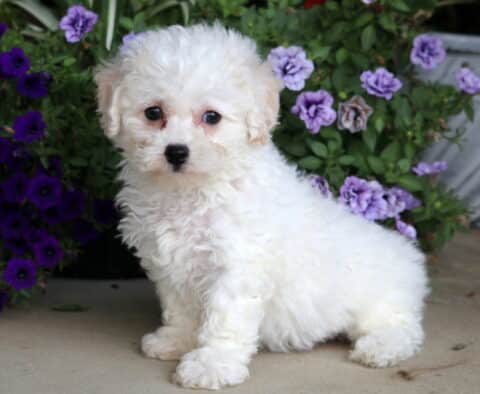 Fluffy white Bichon puppy standing alert on a patio, with deep purple and soft lavender flowers blooming in the background.