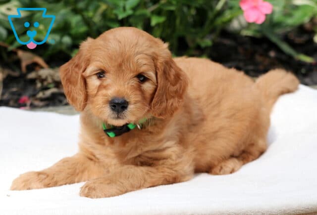 Adorable Goldendoodle puppy with a soft golden coat and green collar, lying on a white blanket with green leaves and pink flowers in the background. image