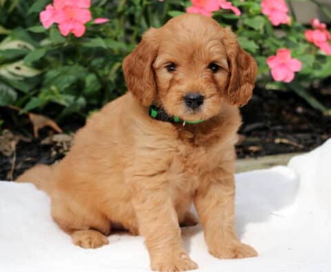 Ranger Goldendoodle2