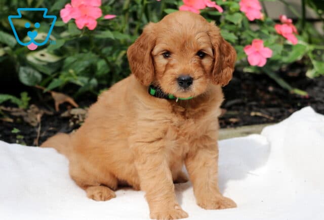 Fluffy Goldendoodle puppy with a curly golden coat and green collar, sitting on a white blanket in front of blooming pink flowers and lush greenery. image