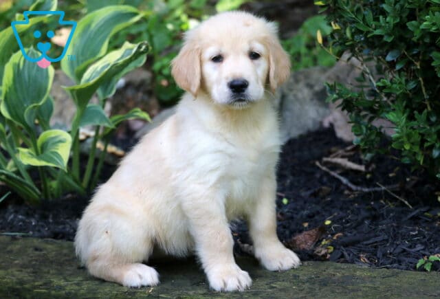 Raspberry Golden image
