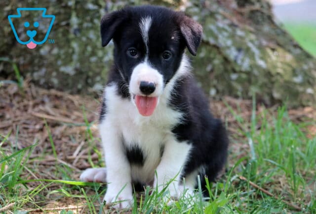 Adorable black and white Border Collie puppy sitting in the grass with its tongue out, looking cheerful and playful in front of a tree trunk. image