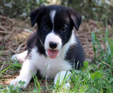Ray Border Collie2