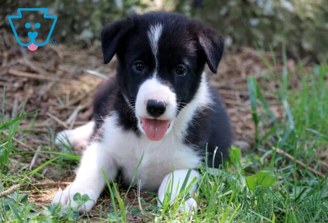 Black and white Border Collie puppy lying in the grass with its tongue out, looking happy and relaxed under the shade of a tree. image